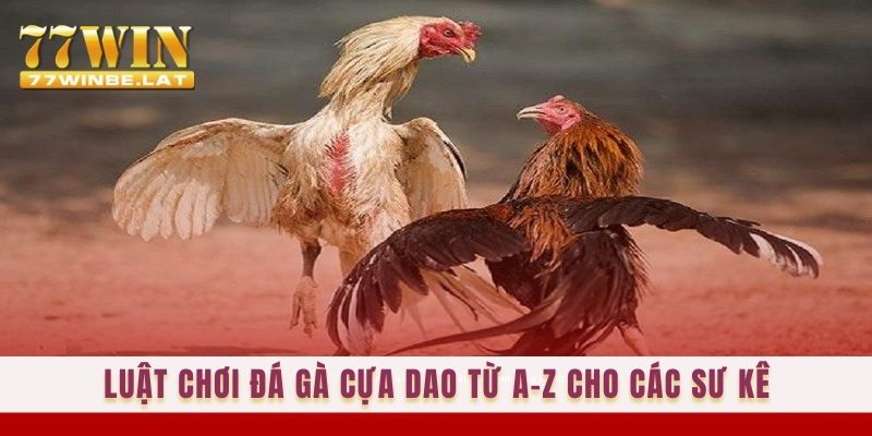 Luật chơi đá gà cựa dao từ A-Z cho các sư kê